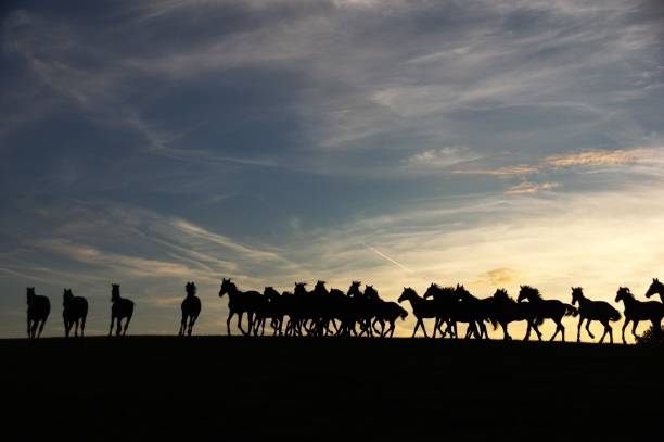 istock Group of horses at the horizon 819812830