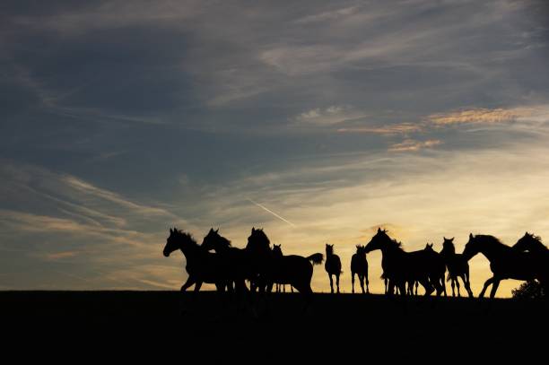 istock Group of horses at the horizon 819812854