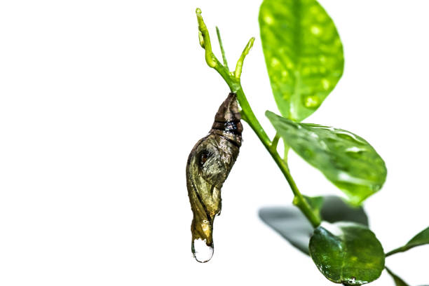 istock Chrysalis Butterfly hanging on a leaf, isolared on white background 819817230