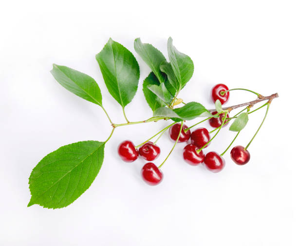 istock Sweet fresh cherry with green leaf and branch isolated on white background 819818210