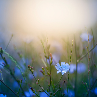 Blue chicory meadow with sky as copy space