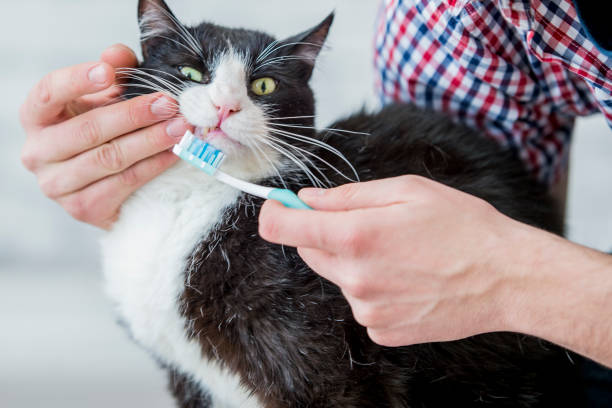 istock Feline Dental Health 819825698