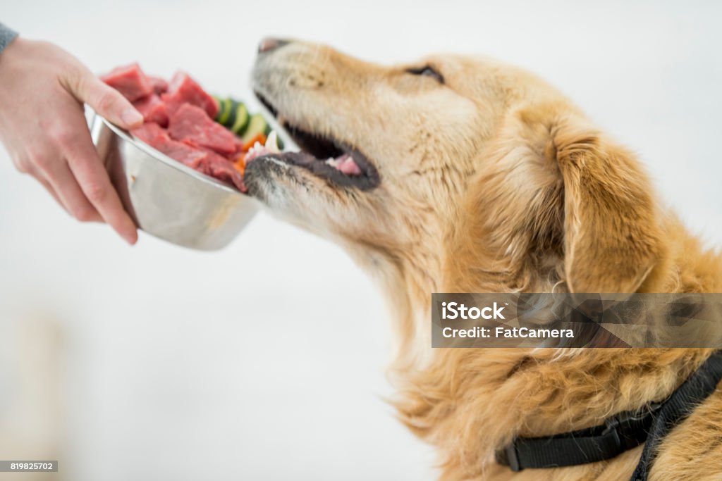 Raw Food Diet A purebred golden retriever dog is living a healthy lifestyle with a metal bowl of raw food including meat and vegetables. In this frame an unrecognizable person is holding the bowl and the animal is reaching to eat some food. Eating Stock Photo