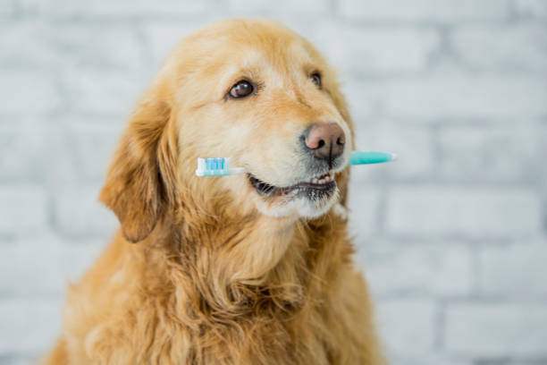 salute dentale del cane - toothbrush brushing teeth brushing dental hygiene foto e immagini stock