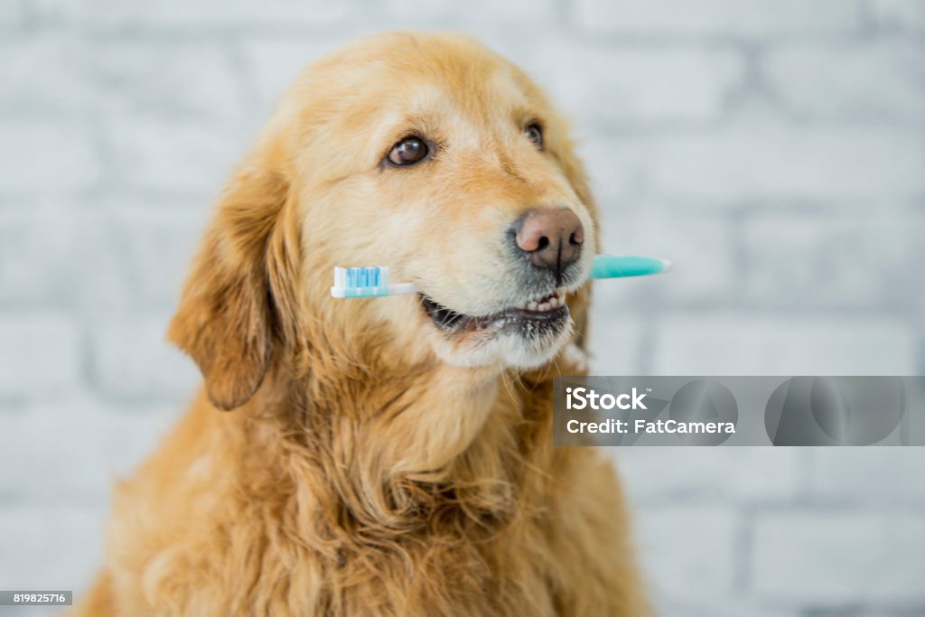 Dog Dental Health A purebred golden retriever dog is showing the importance of animal dental health. In this frame  the dog is holding a toothbrush in his mouth. Dog Stock Photo