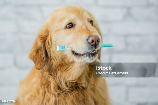 Dog Dental Health Stock Photo - Download Image Now - Dog, Teeth, Dental Health