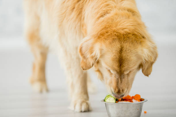 perro saludable dieta - dog vegetable carrot eating fotografías e imágenes de stock