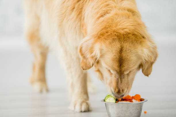 健康な犬の食事 - dog vegetable carrot eating ストックフォトと画像
