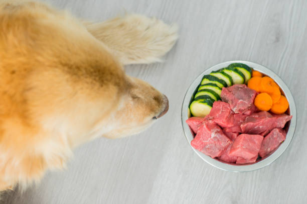 istock Dog's Healthy Diet 819825816