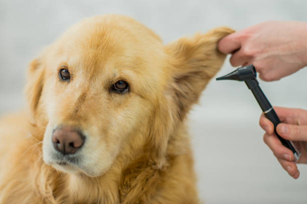 istock Dog at the Vet 819825842