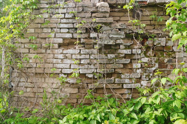 istock Stone wall with greenery. Texture of nature. Background for text, banner, label. 819837916