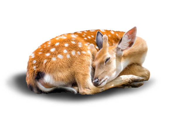 little chital or cheetal deer (Axis axis),is sleeping in white background