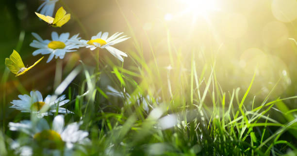 arte abstrata primavera fundo ou fundo de verão com flores frescas e borboleta - maio - fotografias e filmes do acervo