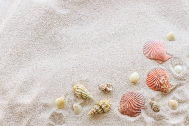 istock sea shells on white sand. summer concept. over light 819847690