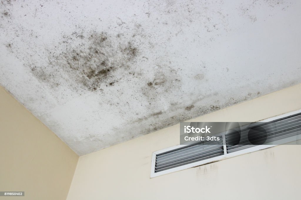 Ceiling mold Mold on the ceiling in an apartment Fungal Mold Stock Photo
