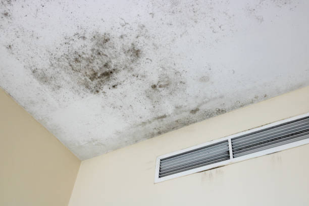Ceiling mold stock photo