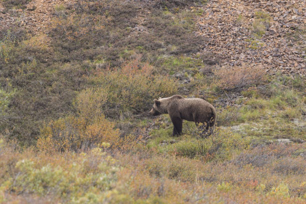 istock Grizzly Bear in Alaska 819850742