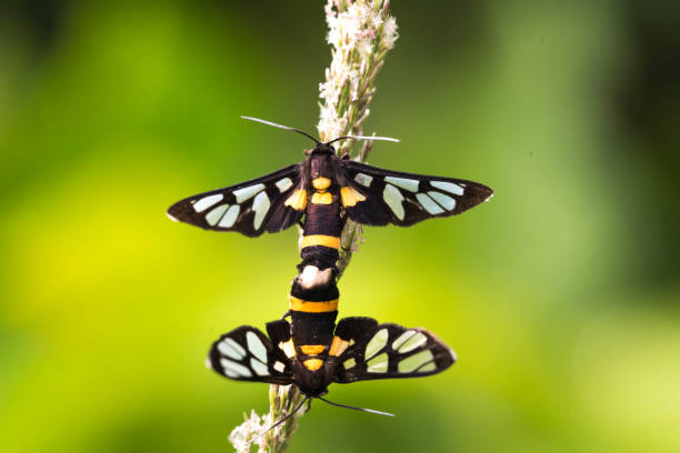 istock the pair of bugs mate on a leaf 819856052