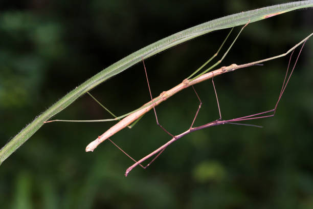 istock Mating pair of stick grasshoppers 819856524