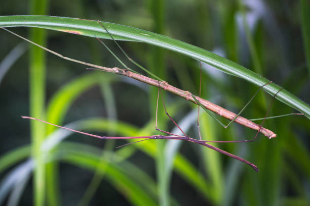 istock Mating pair of stick grasshoppers 819856534