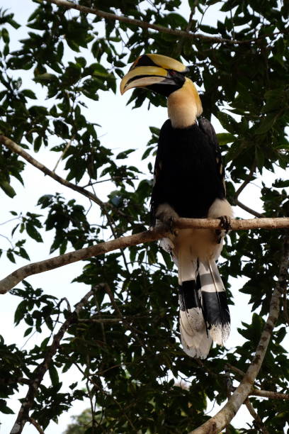 istock Buceros bicornis. great pied hornbill 819864390