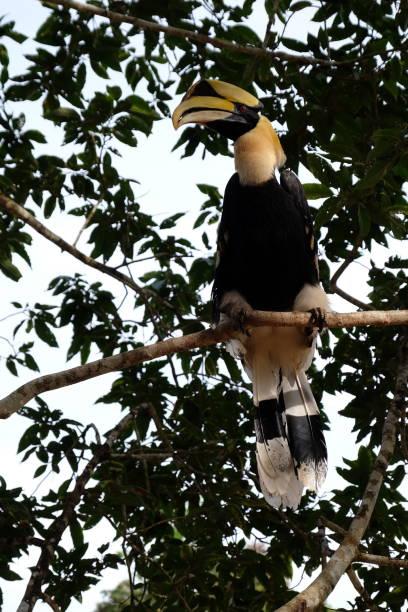 istock Buceros bicornis. great pied hornbill 819864392