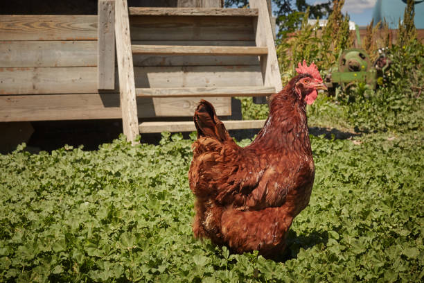 istock Chicken near a coop 819864564