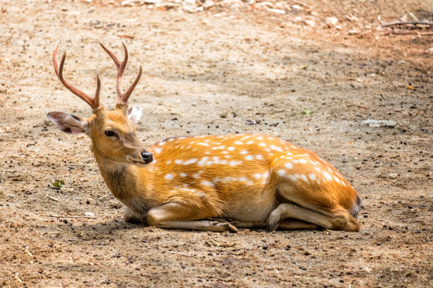 istock Male chital or cheetal deer (Axis axis),in sunlight 819864624