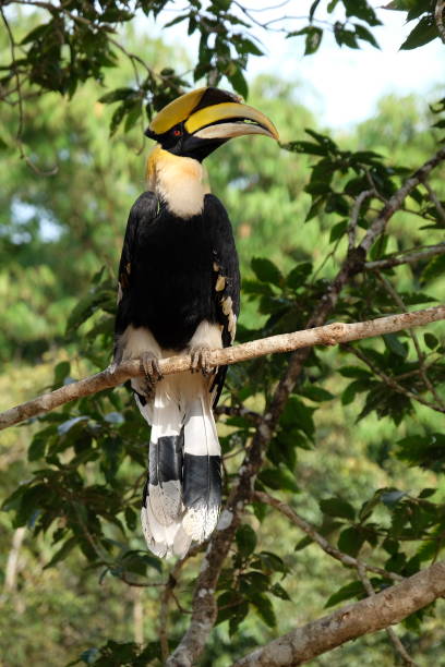 istock Buceros bicornis. great pied hornbill 819864842