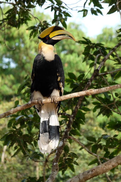 istock Buceros bicornis. great pied hornbill 819864852