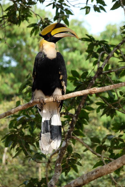 istock Buceros bicornis. great pied hornbill 819864858
