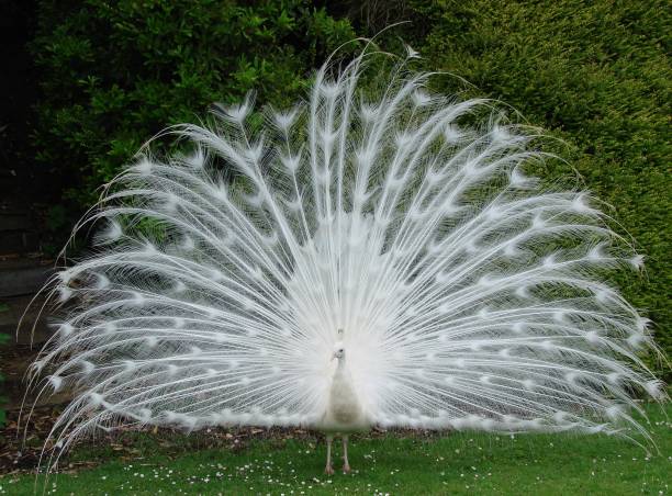 istock Front view of white peacock displaying his feathers 819869722