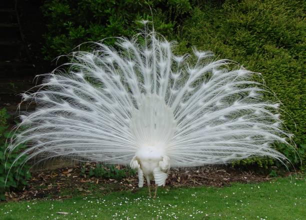 istock Back view of white peacock displaying his feathers 819869914