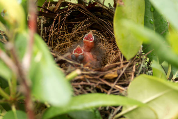Baby cardinal birds waiting for food in the nest Two of three baby cardinal birds think their mother is coming with food and have their mouths open and ready three red cardinals stock pictures, royalty-free photos & images