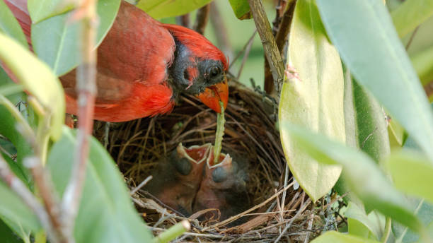 istock Male cardinal feeds babies with a green worm 819870162
