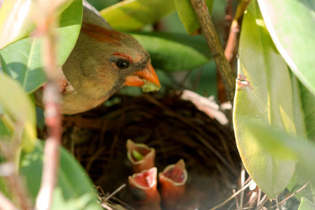 istock Female cardinal bird feeding her babies 819870200