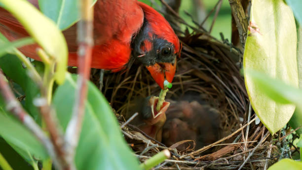 istock Cardinal feeding a worm to its baby in the nest 819870328