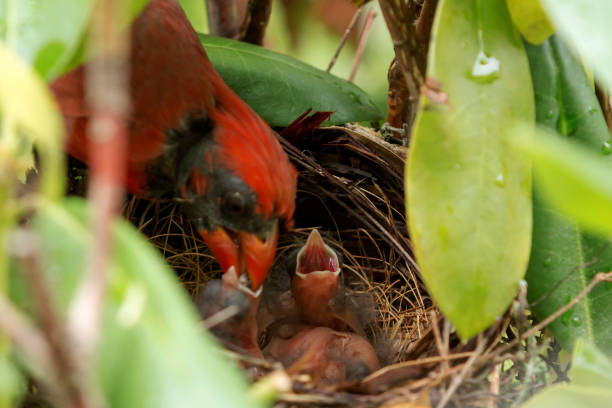 Male cardinal feeding his babies
