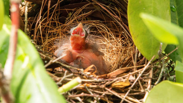 istock Days old baby cardinal in the nest 819870426