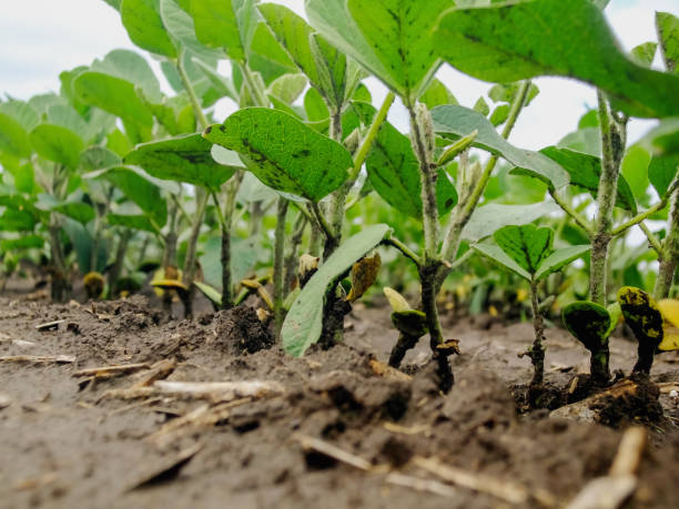 Young soybean plants growing in cultivated field stock photo