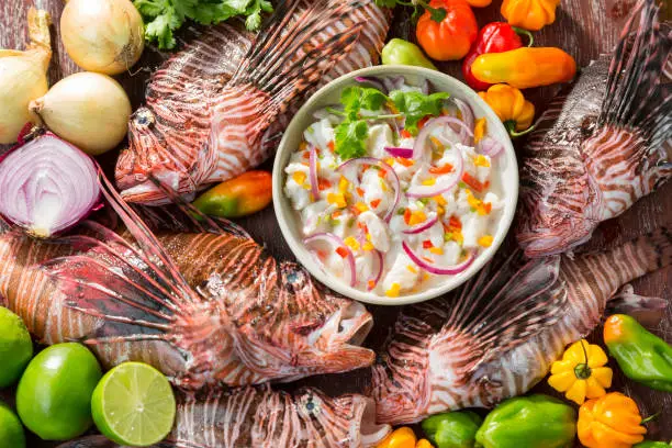 Ceviche of lionfish showing around real specimens of lion fish and ingredients such as lemon, onion, sweet pepper and cilantro. Gourment seafood. Organic food. Horizontal composition photography. Day light.