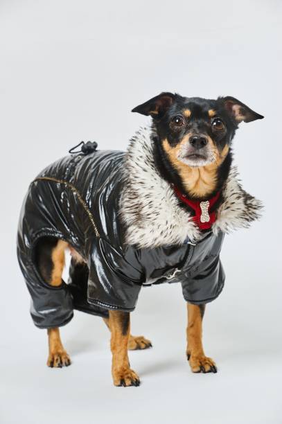istock Dog in clothes 819883814