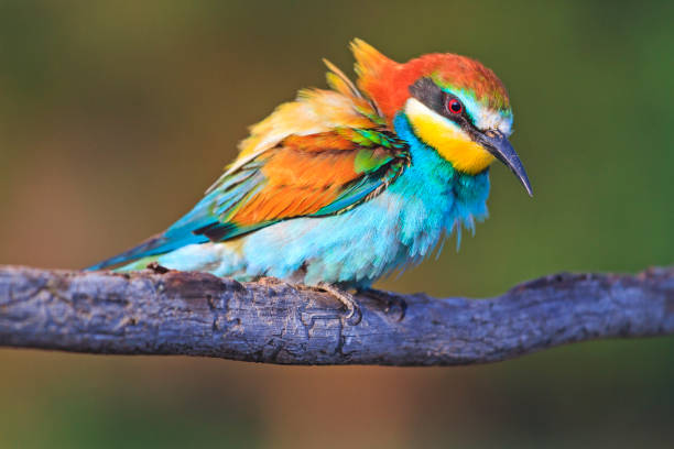 Incredibly beautiful bird on a texture branch Incredibly beautiful bird on a texture branch,Wildlife, animals puerto quetzal guatemala stock pictures, royalty-free photos & images
