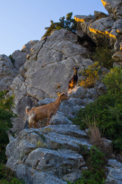 Goats on Zakynthos island - Greece