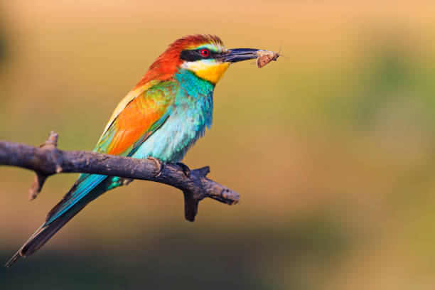 bird that hunts insects and bees bird that hunts insects and bees,Wildlife, animals puerto quetzal guatemala stock pictures, royalty-free photos & images