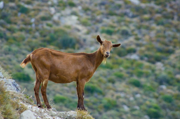 Goats on Zakynthos island - Greece