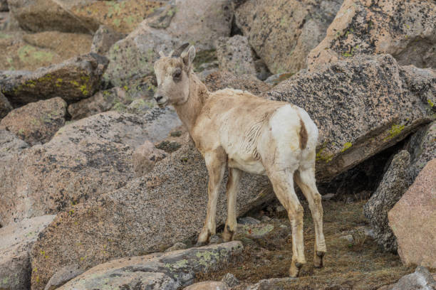 istock Rocky Mountain Bighorn Sheep Ewe 819908282