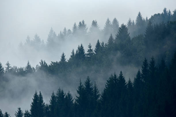 istock Trees in morning fog 819913436
