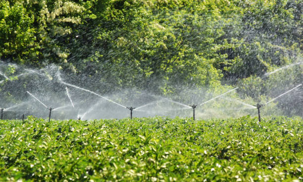 istock Potato field irrigated with a sprinkler system 819913736