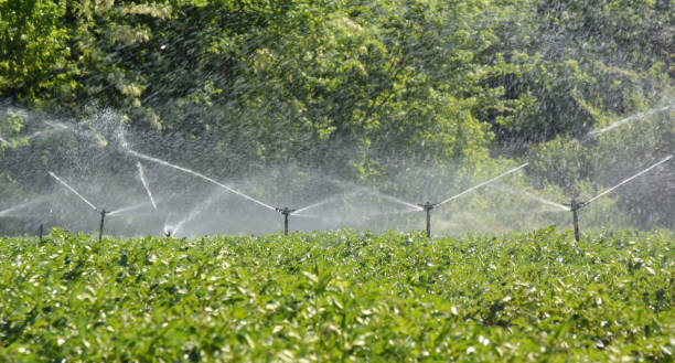 istock Potato field irrigated with a sprinkler system 819913840